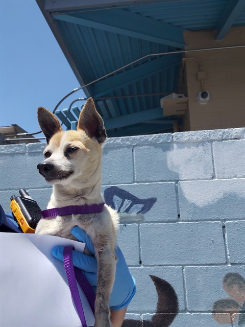 Shelter Stray Male Dog last seen , 4275 Elton St, Baldwin Park, CA 91706, USA