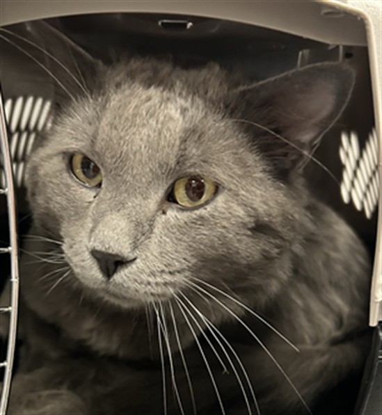 Shelter Stray Male Cat last seen Near BLOCK N OSCEOLA ST, DENVER CO 80212, 2080 S Quebec St, Denver, CO 80231, USA