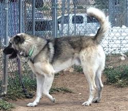 Shelter Stray Male Dog last seen 84/285 / NM 503 SANTA FE NM 87506, 100 Caja Del Rio Rd, Santa Fe, NM 87507, USA