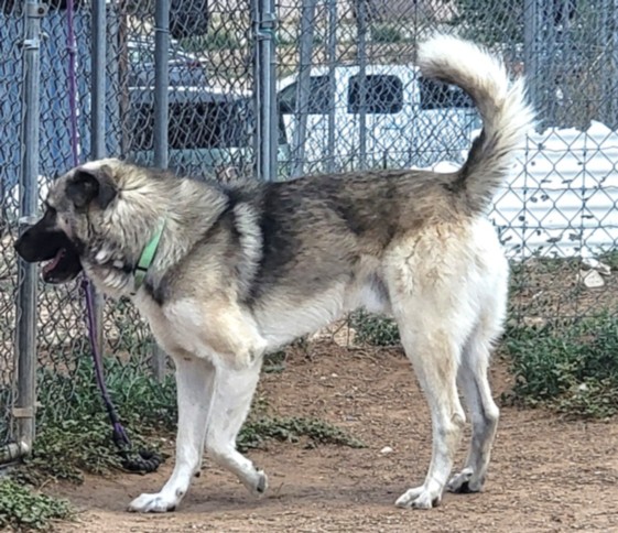 Shelter Stray Male Dog last seen 84/285 / NM 503 SANTA FE NM 87506, 100 Caja Del Rio Rd, Santa Fe, NM 87507, USA