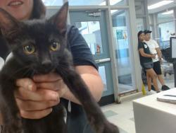 Shelter Stray Male Cat last seen , 2811 SE 29th St, Oklahoma City, OK 73129, USA