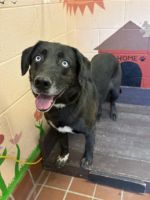 Shelter Stray Male Dog last seen , 31044 Charlie Canyon Rd, Castaic, CA 91384, USA