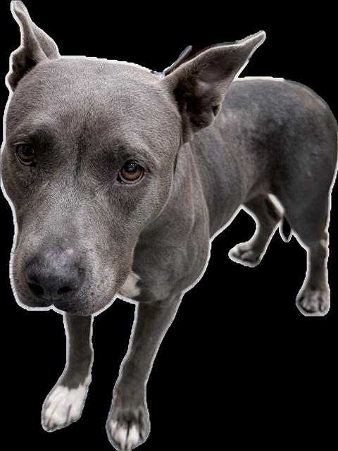 Shelter Stray Female Dog last seen , 3201 Lacy St, Los Angeles, CA 90031, USA