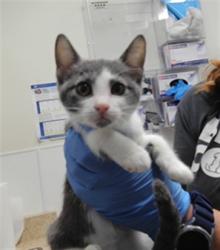 Shelter Stray Female Cat last seen Near BLOCK 2ND ST, 3001 2nd St SW, Albuquerque, NM 87105, USA