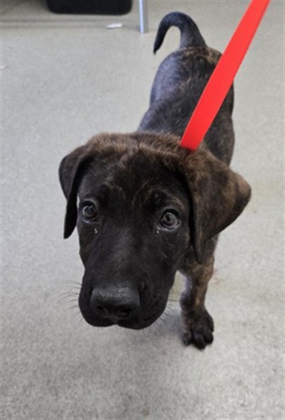Shelter Stray Male Dog last seen ALTURAS STREET, 333 Chandler Pl, San Bernardino, CA 92408, USA