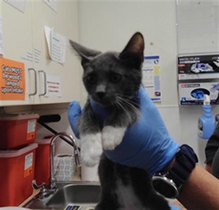 Shelter Stray Female Cat last seen Near BLOCK 2ND ST, 3001 2nd St SW, Albuquerque, NM 87105, USA