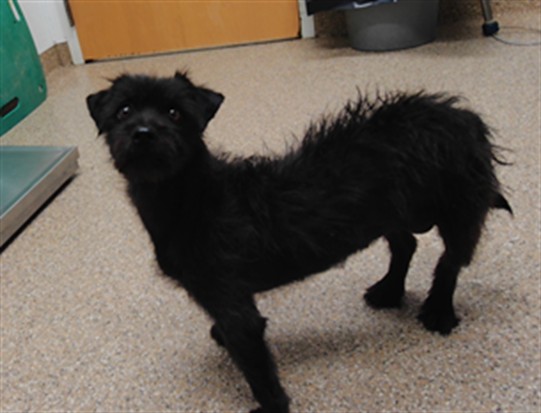Shelter Stray Female Dog last seen CHANATE AVE, 3001 2nd St SW, Albuquerque, NM 87105, USA