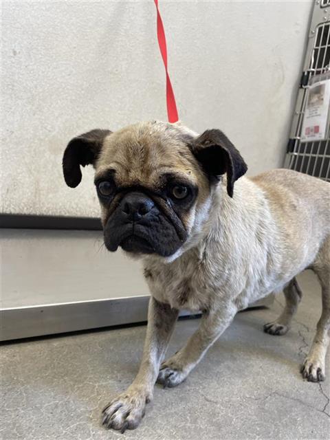 Shelter Stray Female Dog last seen Near BLOCK S CLARA AVE, FRESNO CA 93706 4308, 5277 E Airways Blvd, Fresno, CA 93727, USA