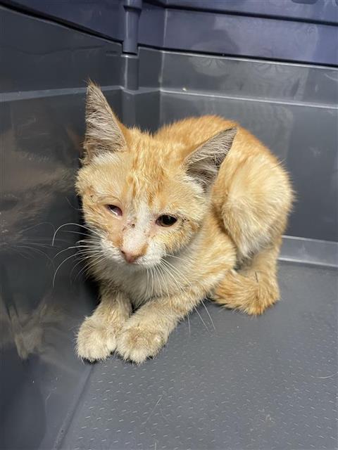 Shelter Stray Female Cat last seen Near BLOCK E MCKINLEY AVE, FRESNO CA 93703 3508, 5277 E Airways Blvd, Fresno, CA 93727, USA