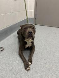 Shelter Stray Female Dog last seen Near, 2600 S Harding St, Indianapolis, IN 46221, USA