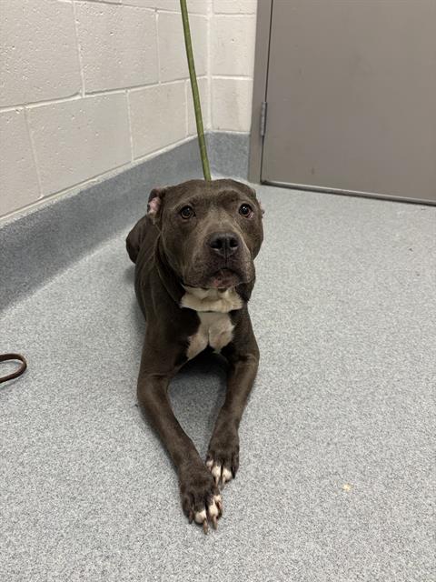 Shelter Stray Female Dog last seen Near, 2600 S Harding St, Indianapolis, IN 46221, USA