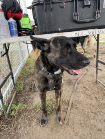 Shelter Stray Male Dog last seen , West Valley Animal Shelter, 20655 Plummer St, Chatsworth, CA 91311, USA