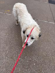 Found/Stray Female Dog last seen About 8 minutes from Dave Leonard away, Lexington, KY 40510