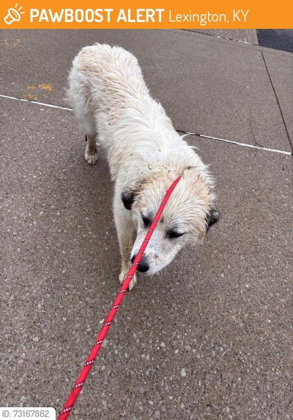 Found/Stray Female Dog last seen About 8 minutes from Dave Leonard away, Lexington, KY 40510