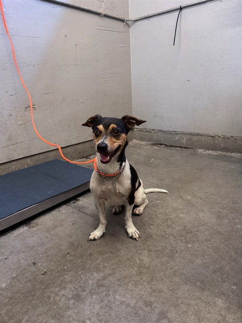Shelter Stray Male Dog last seen , 600 Aviation Dr, Camarillo, CA 93010, USA