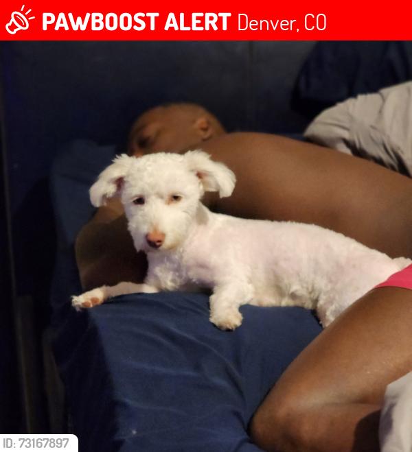 Lost Female Dog last seen Harvard, Denver, CO 80231