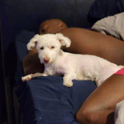 Lost Female Dog last seen Harvard, Denver, CO 80231