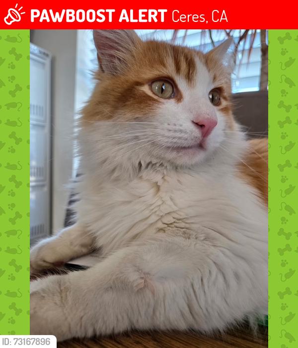 Lost Male Cat last seen Ceres High School, Ceres, CA 95307