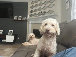 Lost Male Dog last seen N rock and N Glade, Houston, TX 77073