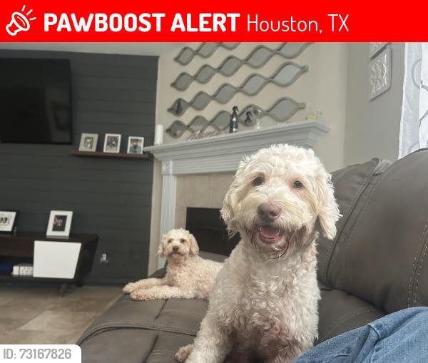Lost Male Dog last seen N rock and N Glade, Houston, TX 77073