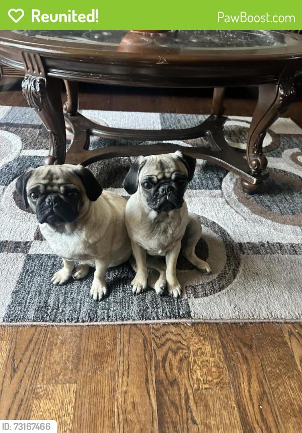 Reunited Female Dog last seen Near Michigan Ave, Kansas City, MO 64145, USA, Kansas City, MO 64145