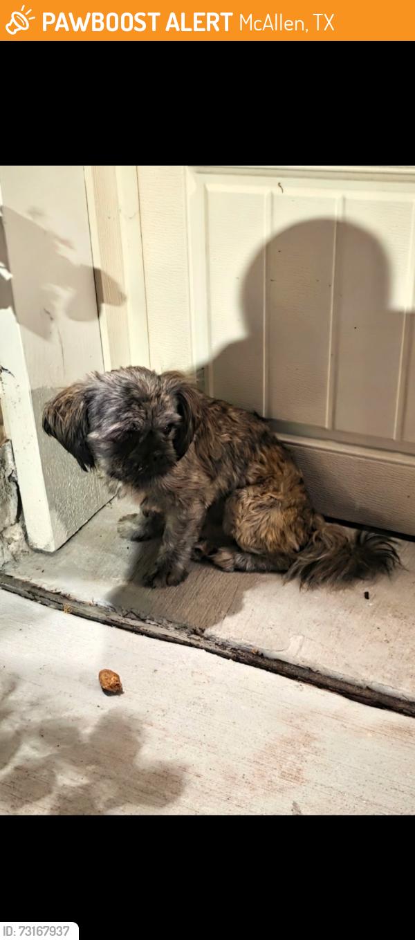 Found/Stray Unknown Dog last seen Harvest Cover off North ware road, McAllen, TX 78501