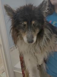 Reunited Male Dog last seen Cawthra Road, half block north of QEW entrances and overpass, standing in southbound lane of traffic, Mississauga, ON 