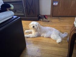 Reunited Male Dog last seen Greater missionary Baptist church, Minneapolis, MN 55406