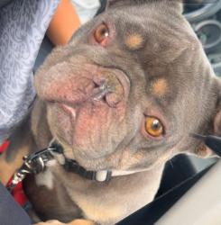 Found/Stray Male Dog last seen Fir ave, Moreno Valley, CA 92557