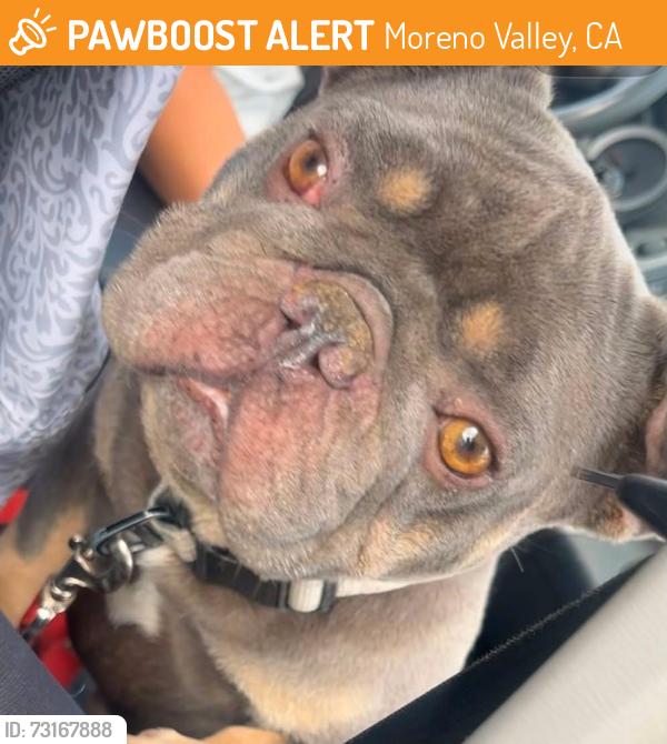Found/Stray Male Dog last seen Fir ave, Moreno Valley, CA 92557