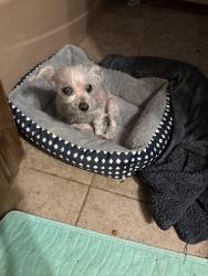 Found/Stray Female Dog last seen 59th blackwelder, Oklahoma City, OK 73064