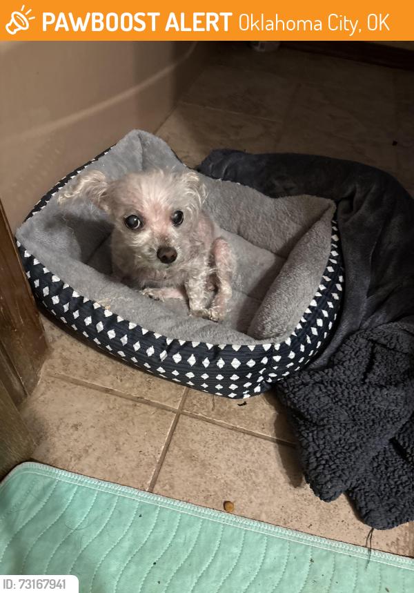 Found/Stray Female Dog last seen 59th blackwelder, Oklahoma City, OK 73064