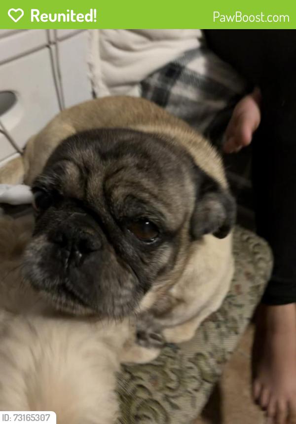 Reunited Male Dog last seen 7th street and union hills, Phoenix, AZ 85001