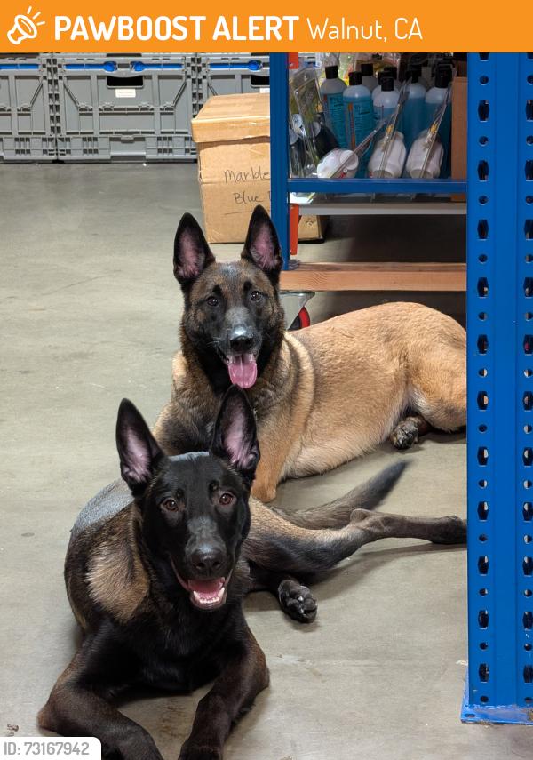 Found/Stray Male Dog last seen Walnut CA, Walnut, CA 91789
