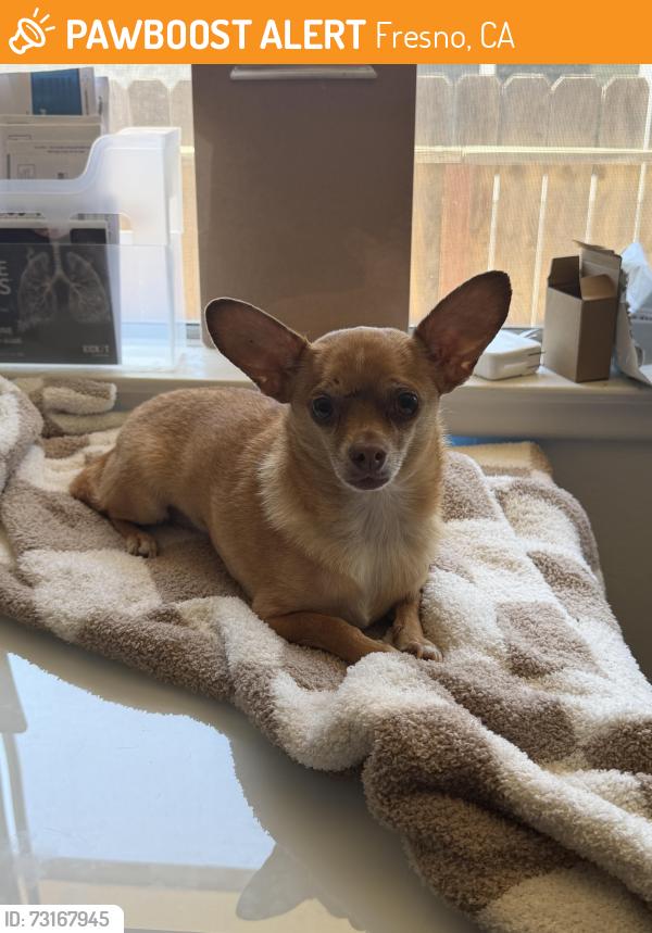 Found/Stray Male Dog last seen Cedar and Sierra, Fresno, CA 93710