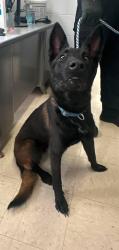 Found/Stray Male Dog last seen Westminster and Rose, Saint Paul, MN 55130