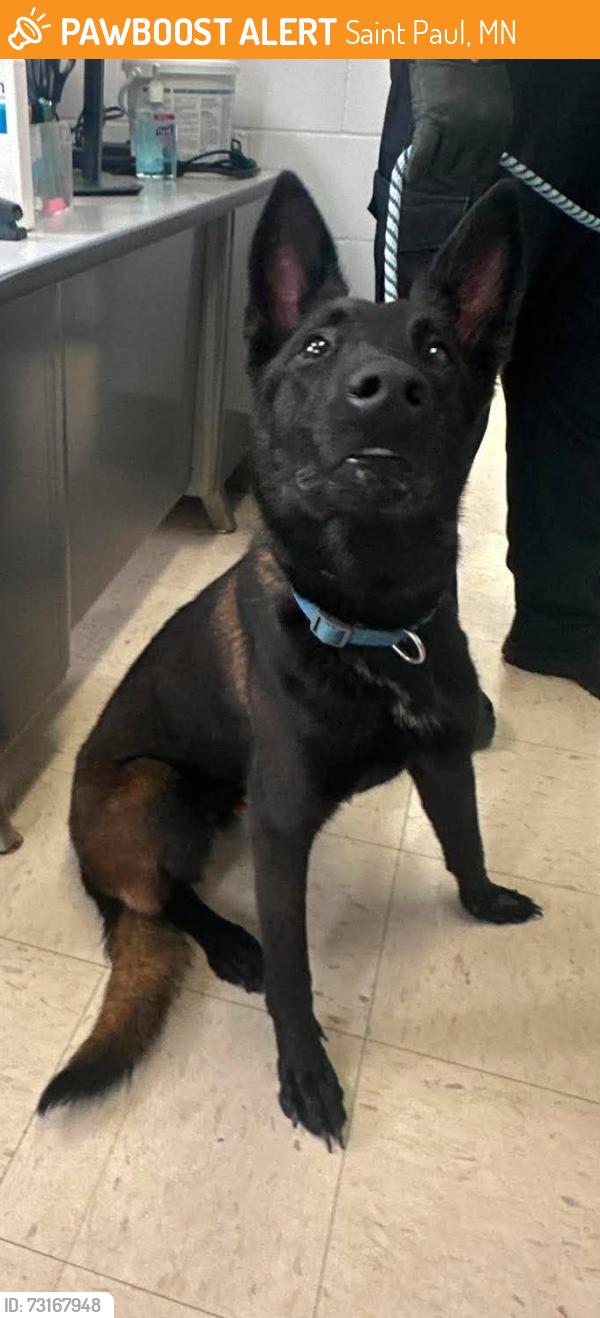 Found/Stray Male Dog last seen Westminster and Rose, Saint Paul, MN 55130