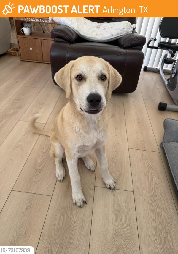Found/Stray Male Dog last seen Near apmt complex and neighborhood, Arlington, TX 76010