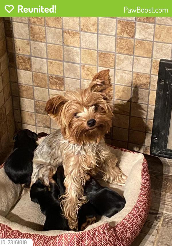 Reunited Female Dog last seen Qt Park City, Park City, KS 67219