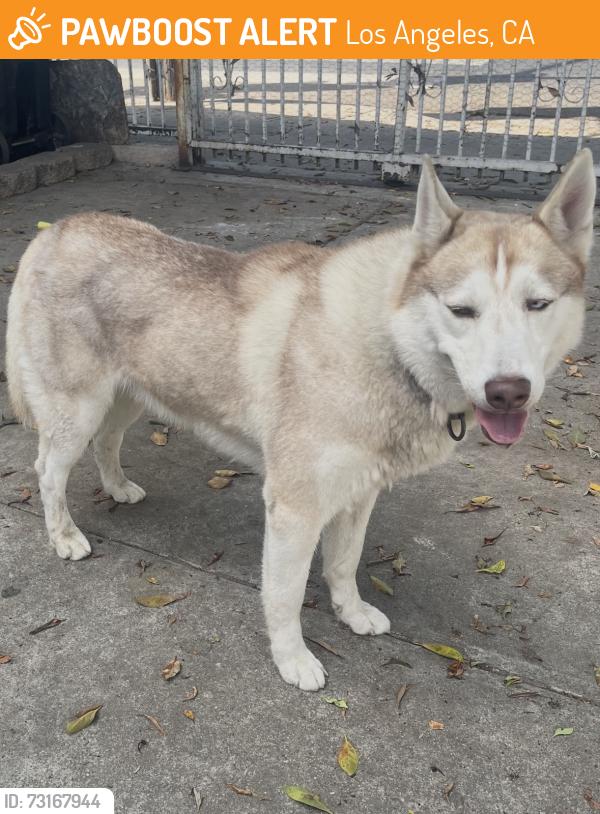 Found/Stray Male Dog last seen Evergreen Park, Los Angeles, CA 90033