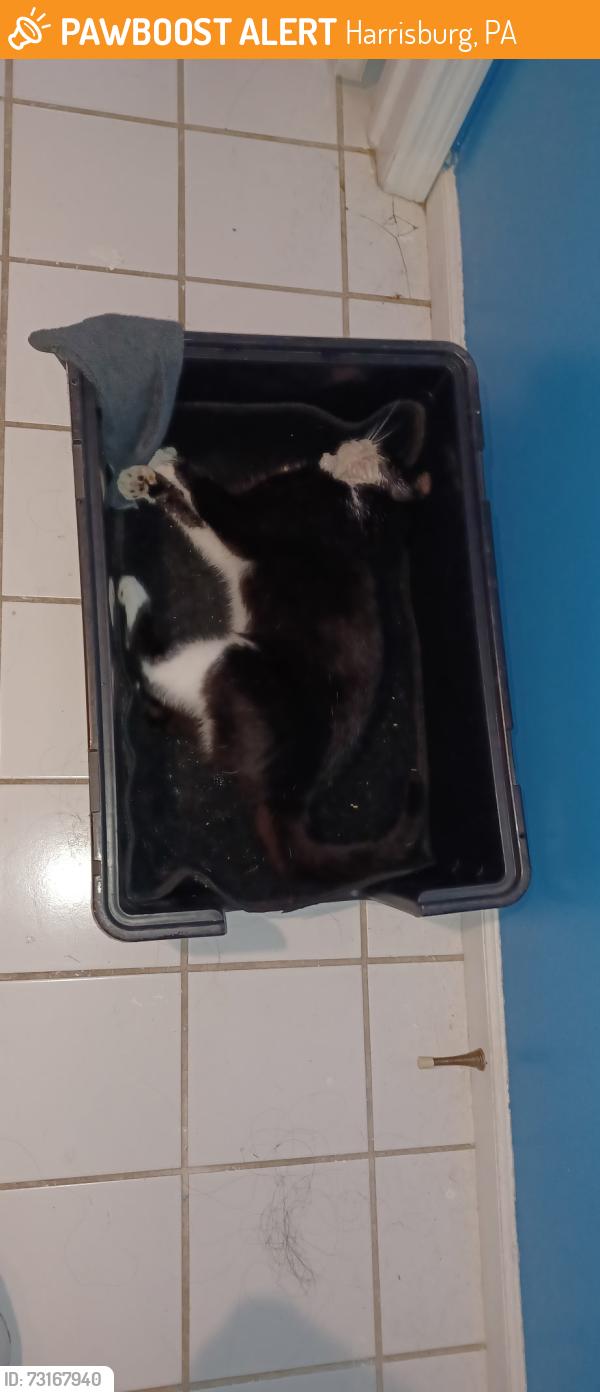 Found/Stray Unknown Cat last seen Idk, Harrisburg, PA 17109