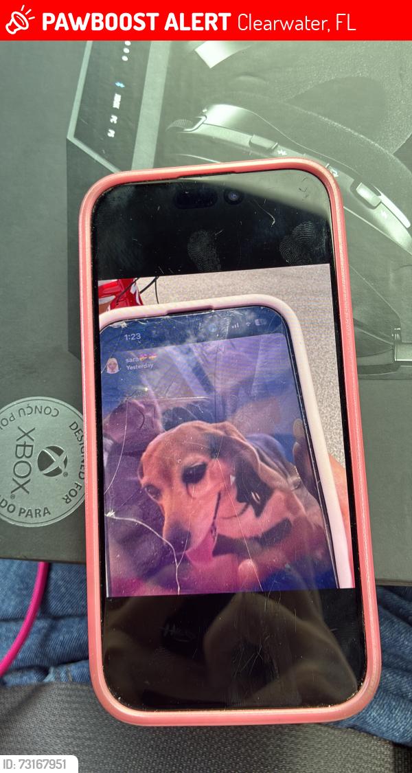 Lost Female Dog last seen 19/ countryside blvd, Clearwater, FL 33761