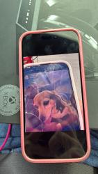 Lost Female Dog last seen 19/ countryside blvd, Clearwater, FL 33761