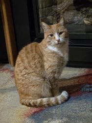 Lost Male Cat last seen Olsen cor Dover Ct, Raleigh Hills, OR 97221