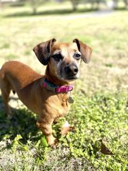 Lost Female Dog last seen Corner of Gristmill Rd and Old Forge, Little Rock, AR 72227