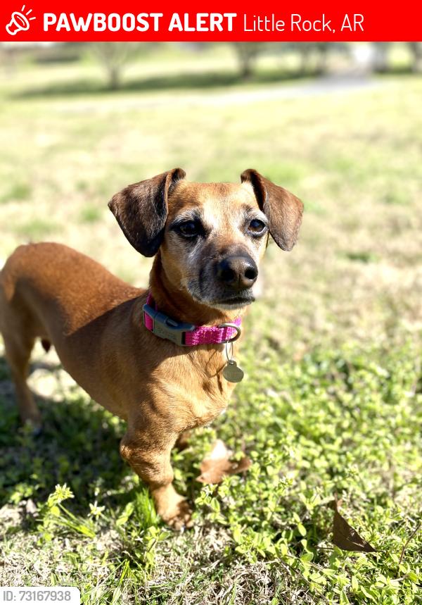 Lost Female Dog last seen Corner of Gristmill Rd and Old Forge, Little Rock, AR 72227