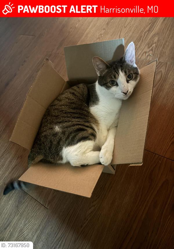 Lost Male Cat last seen 267th street, Harrisonville, MO 64701