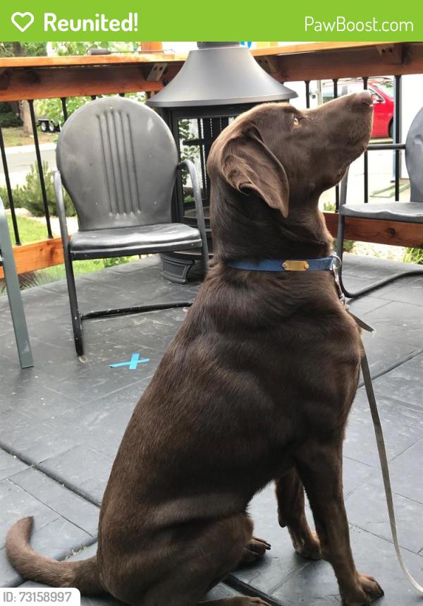 Reunited Male Dog last seen Penrose Park, Village 7 Neighborhood, Colorado Springs, CO 80917