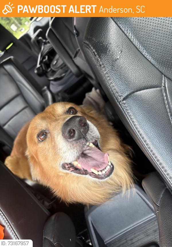 Found/Stray Male Dog last seen near phyllis drive, Anderson, SC 29621