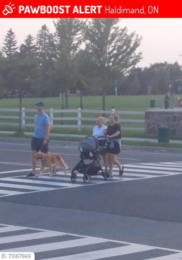 Lost Female Dog last seen River road McClung rd, Haldimand, ON 
